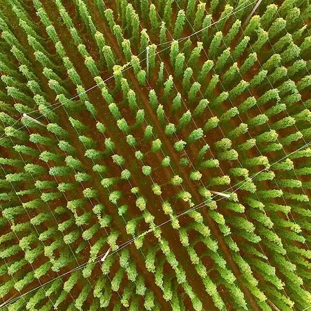 拉德酒店 3* 泰特南